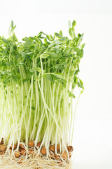 　豆苗　　白バック