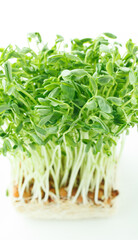 　豆苗　　白バック