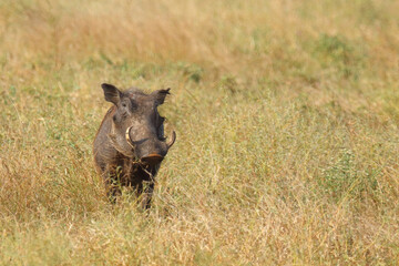 Warzenschwein / Warthog / Phacochoerus africanus