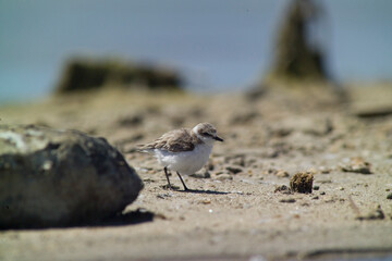 The Kentish plover is a small wader of the family Charadriidae that breeds on the shores of saline lakes. Sardinia, Italy 