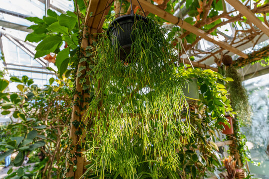 Garden scene with potted green Rhipsalis (Hatiora salicornioides) cactus