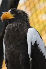 オオワシ
