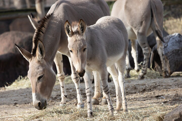 somali wild ass at the saint louis zoo