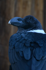 White-necked raven in an outdoor aviary.

