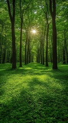 Obraz premium Sunlight Dappled Green Forest Path