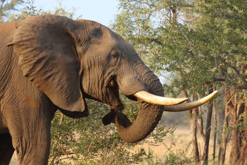 Afrikanischer Elefant / African elephant / Loxodonta africana..