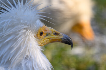 Portrait of scavenger vulture bird outdoors.
