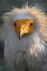 Portrait of scavenger vulture bird outdoors.
