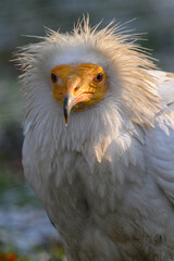 Portrait of scavenger vulture bird outdoors.
