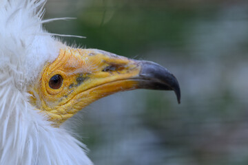 Portrait of scavenger vulture bird outdoors.
