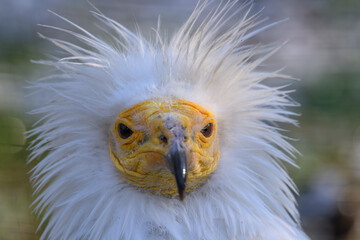 Portrait of scavenger vulture bird outdoors.
