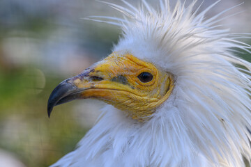 Portrait of scavenger vulture bird outdoors.
