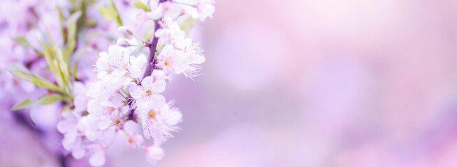 Banner Pink sweet Pastel flower floral soft nature blossom blurred background. Romance pinky plum botanical bloom spring season. Panorama Blurry Cherry blossom petals garden with copy space