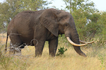 Fototapeta premium Afrikanischer Elefant / African elephant / Loxodonta africana..