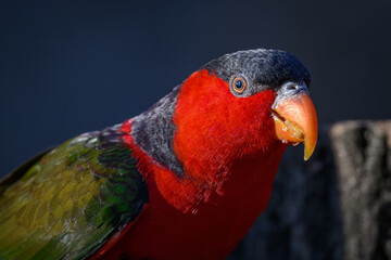 Parrot Lori three-color portrait with a dark background.
