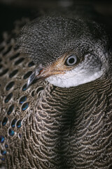 Pheasant peacock portrait outdoors with dark background.
