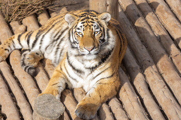 Awesome amazing tiger at the st louis zoo