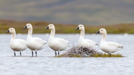 Obraz premium Arctic Geese in a Row on Water, Wetland