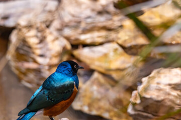 Beautiful Superb Starling at the st louis zoo