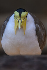 Australian lapwing bird in head detail.
