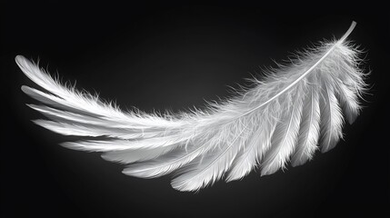 Obraz premium Delicate white feather gracefully curves against a dark backdrop.