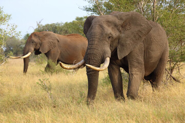 Obraz premium Afrikanischer Elefant / African elephant / Loxodonta africana..