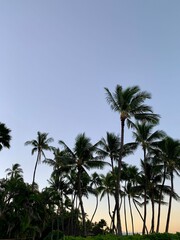 Fototapeta premium palm trees on the beach