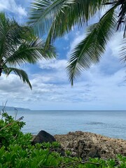 tropical beach with palm trees