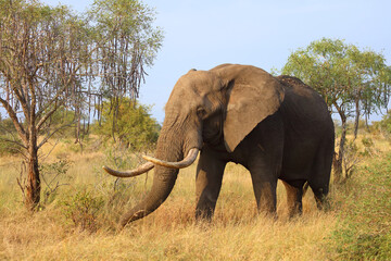 Fototapeta premium Afrikanischer Elefant / African elephant / Loxodonta africana..