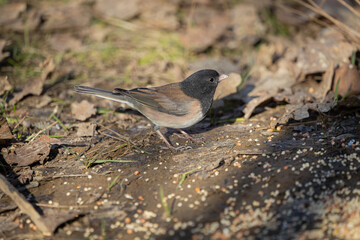Gray Junco foraging for seeds on the ground at Oaks Bottom Wildlife Refuge in Portland Oregon