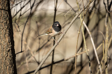 Gray Junco perched on a branch at Oaks Bottom Wildlife Refuge in Portland Oregon