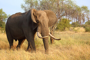 Fototapeta premium Afrikanischer Elefant / African elephant / Loxodonta africana..