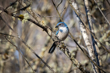 California Scrub-Jay perched on a branch at Oaks Bottom Wildlife Refuge in Portland Oregon