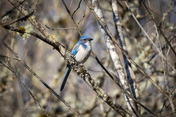 California Scrub-Jay perched on a branch at Oaks Bottom Wildlife Refuge in Portland Oregon