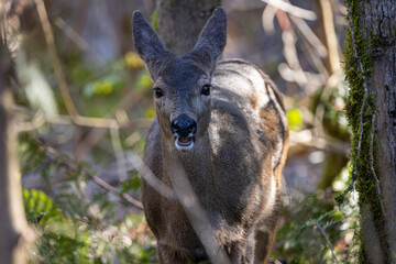 Black tail deer doe with mouth open facing the camera at Oaks Bottom Wildlife Refuge in Portland Oregon