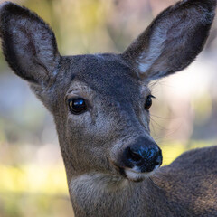 Close-up portrait of a Black-tailed deer doe at Oaks Bottom Wildlife Refuge in Portland Oregon