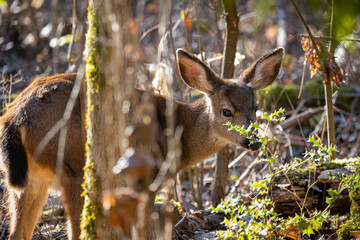 Baby Black-tailed deer fawn walking behind some trees at Oaks Bottom Wildlife Refuge in Portland Oregon