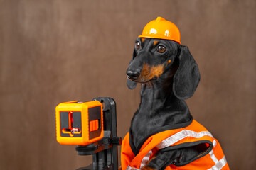 Dachshund in construction gear with laser level: adorable safety scene and work moments and projects
