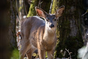 Curious Black-tailed deer fawn looking around at Oaks Bottom Wildlife Refuge in Portland Oregon