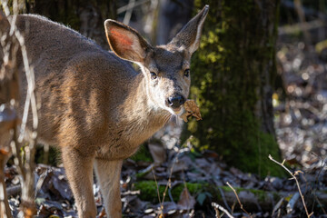 Curious Black-tailed deer fawn looking around at Oaks Bottom Wildlife Refuge in Portland Oregon
