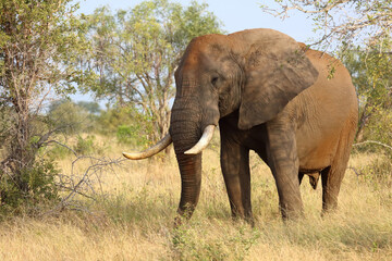 Fototapeta premium Afrikanischer Elefant / African elephant / Loxodonta africana..