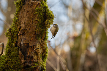 Golden-crowned Kinglet on a tree stump looking for food at Oaks Bottom Wildlife Refuge in Portland Oregon