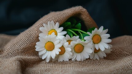 Fresh White Daisies Wrapped in Natural Burlap for Rustic Floral Arrangement and Home Decoration