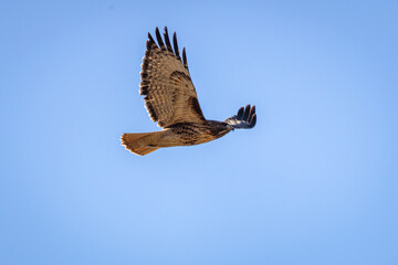 A Red-tailed Hawk flying in Oaks Bottom Wildlife Refuge in Portland Oregon