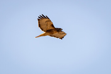 A Red-tailed Hawk flying in Oaks Bottom Wildlife Refuge in Portland Oregon