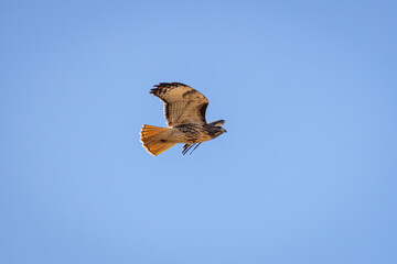A Red-tailed Hawk flying in Oaks Bottom Wildlife Refuge in Portland Oregon