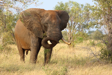Fototapeta premium Afrikanischer Elefant / African elephant / Loxodonta africana