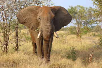 Afrikanischer Elefant / African elephant / Loxodonta africana..