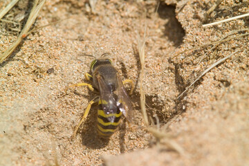 Sand Digger Wasp, Bembix sp. digging his nest on ground
