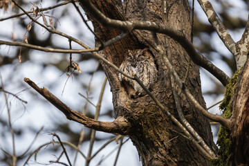 A Western Screech Owl nesting in a tree at Oaks Bottom Wildlife Refuge in Portland Oregon